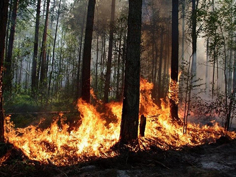Виновник лесных пожаров — человек