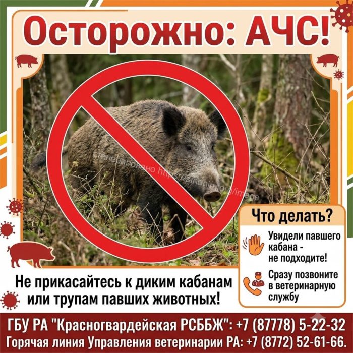 АФРИКАНСКАЯ ЧУМА СВИНЕЙ: ПОЧЕМУ В РАЙОНЕ ПРОХОДИТ МЕСЯЧНИК «ЛЕТНИЙ ВЕПРЬ»?
