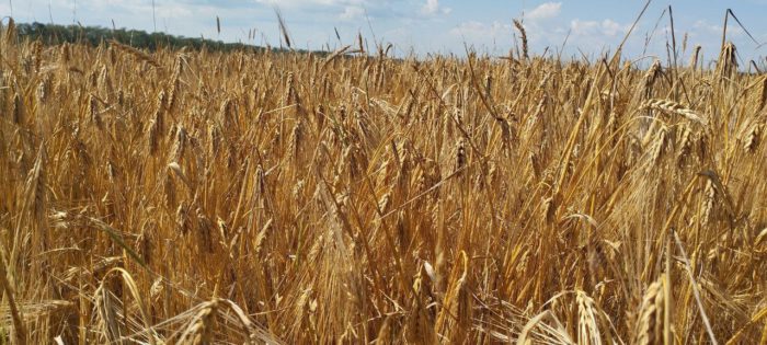 12 октября — День работника сельского хозяйства и перерабатывающей промышленности