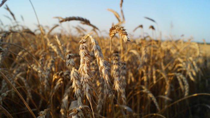 Осенний сев